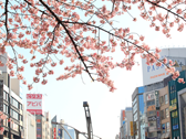 桜
