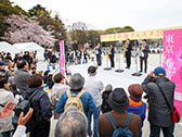 桜の街の音楽会