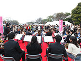 桜の街の音楽会