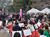 桜の街の音楽会