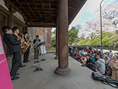 桜の街の音楽会